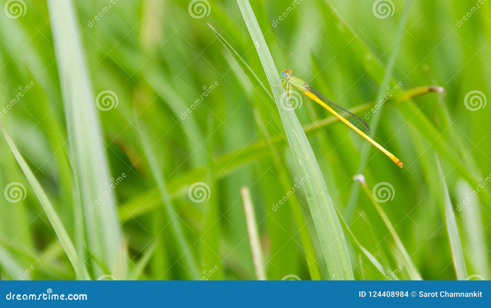 damselfly agriocnemis perched on the green grass.