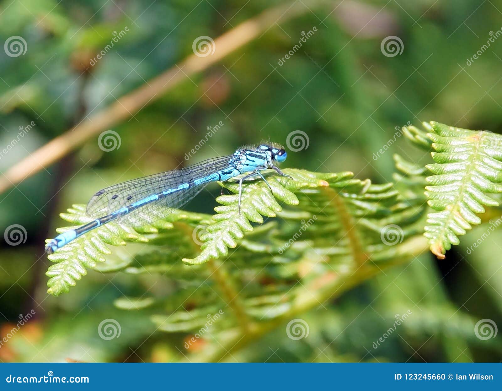 Damselfly azul comum em uma folha da samambaia. Cyathigerum de Enallagma - damselfly azul comum - um inseto europeu em uma folha da samambaia