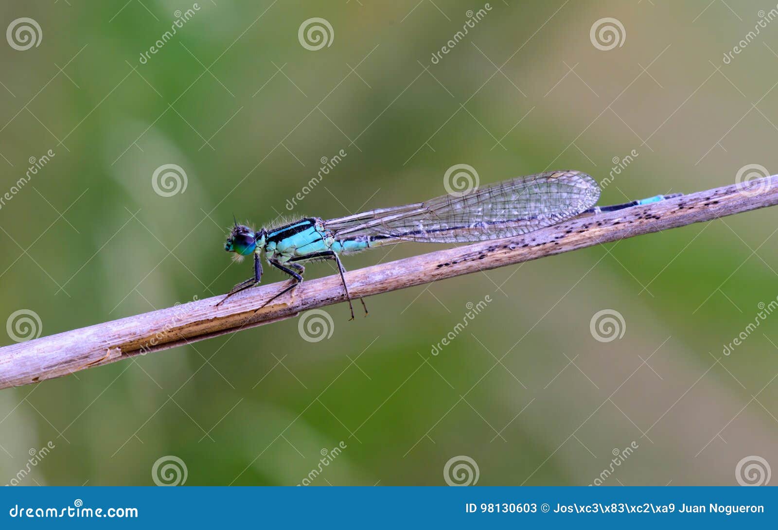 damselfly descending branch in the river