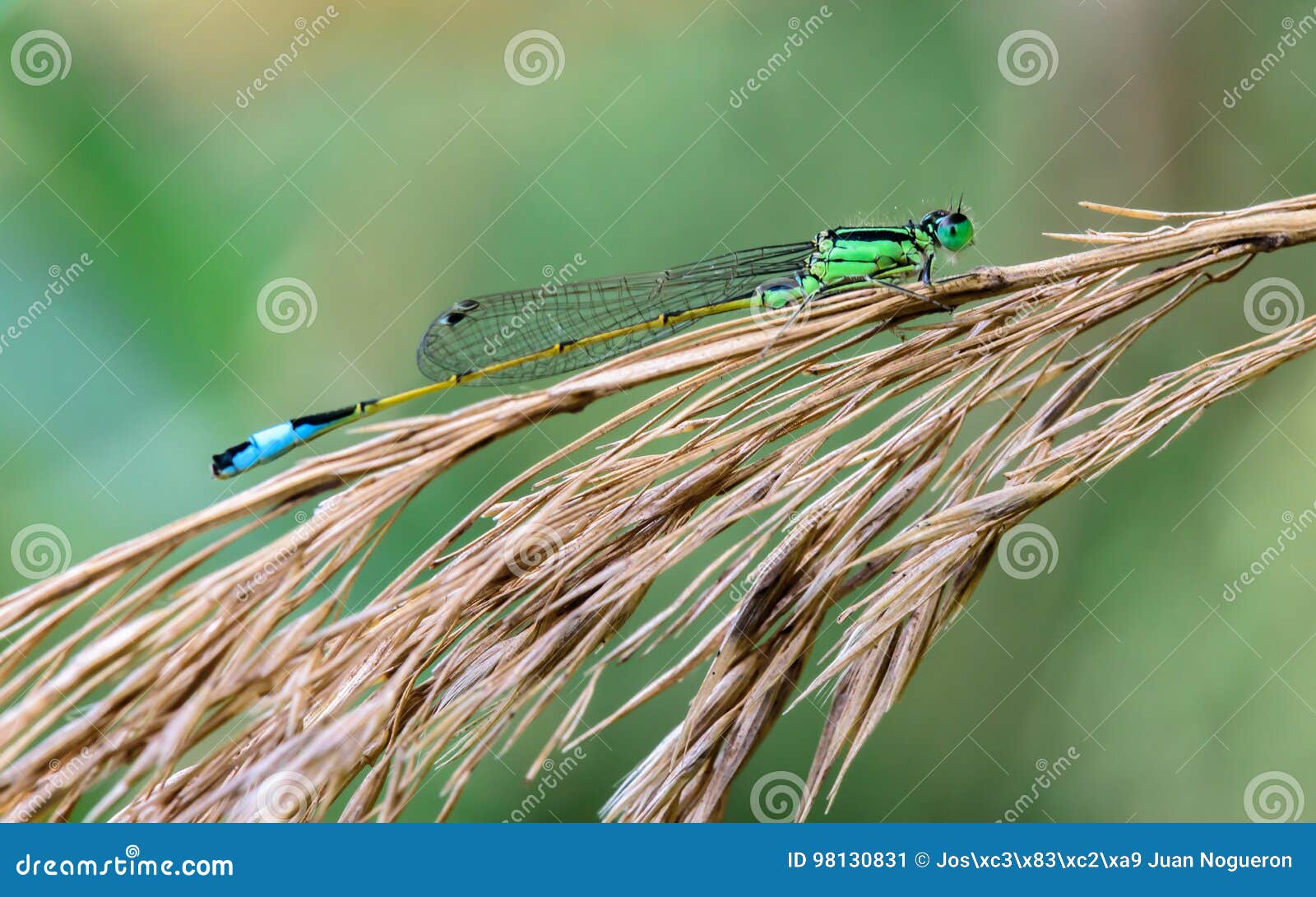 damselfly in dry branches in the river