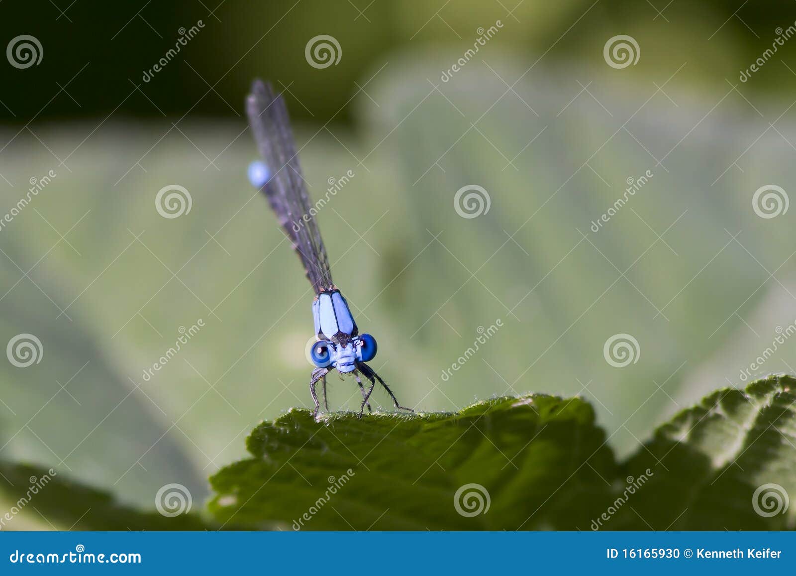 Damselfly Face Closeup stock photo. Image of insect, eyes 16165930