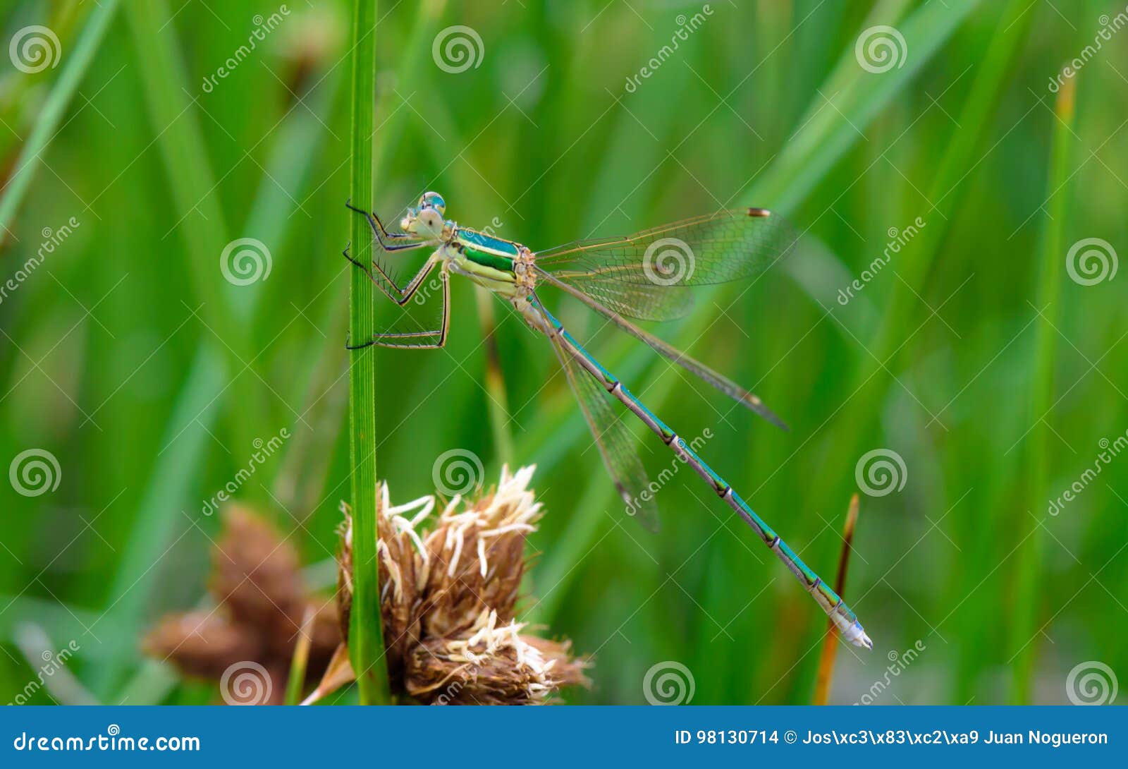 damselfly on green branch in the river