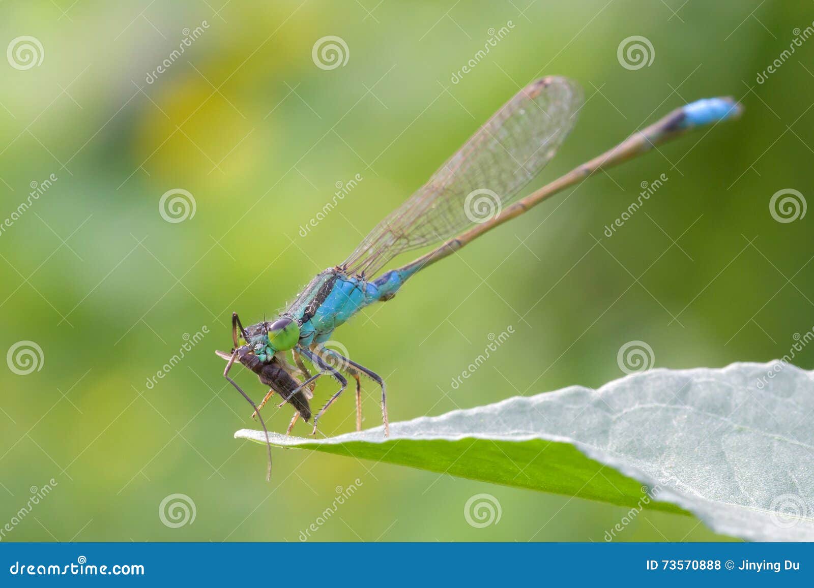 damselfly on leaf