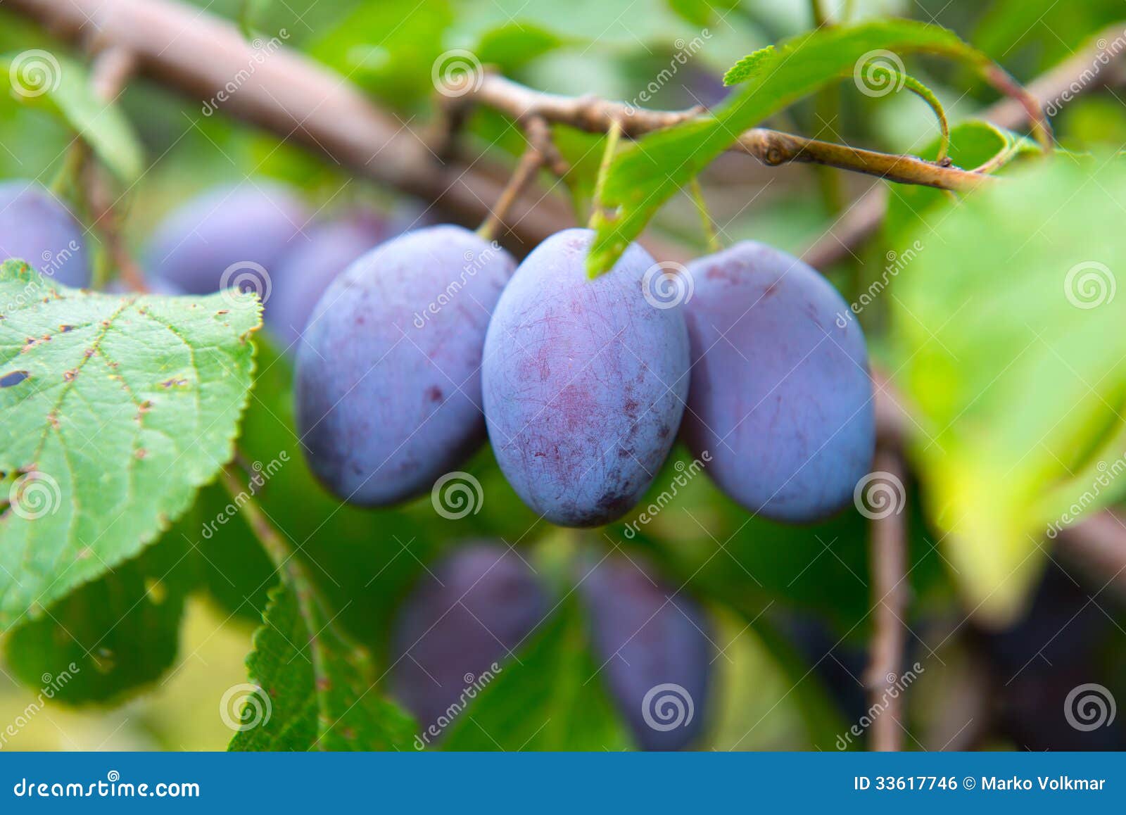 Damson stock photo. Image of harvest, fructose, freshly 33617746