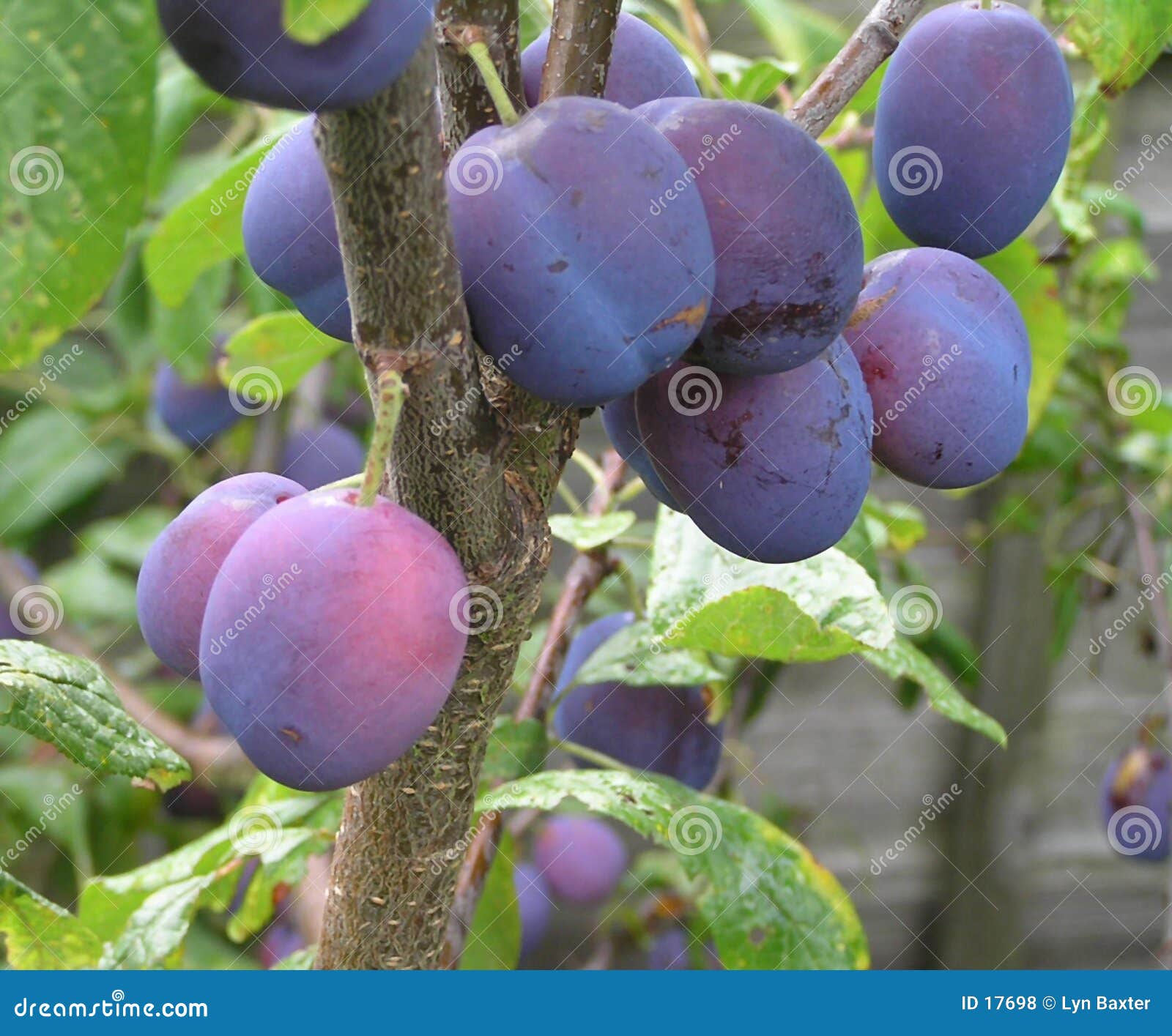 Damson Harvest stock photo. Image of seeds, tasty, food 17698
