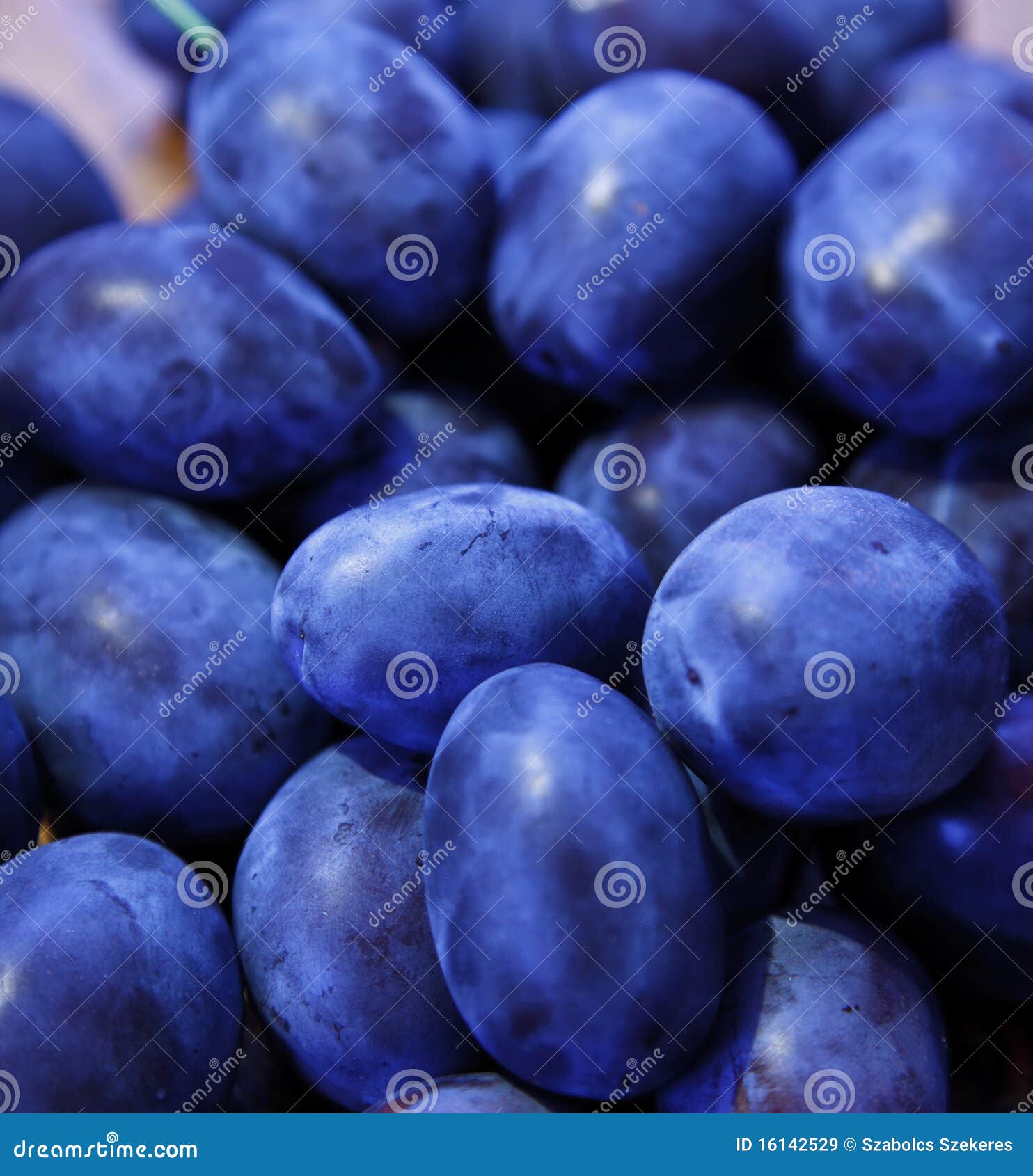 Damson plums stock image. Image of fruit, delicious, sweet 16142529
