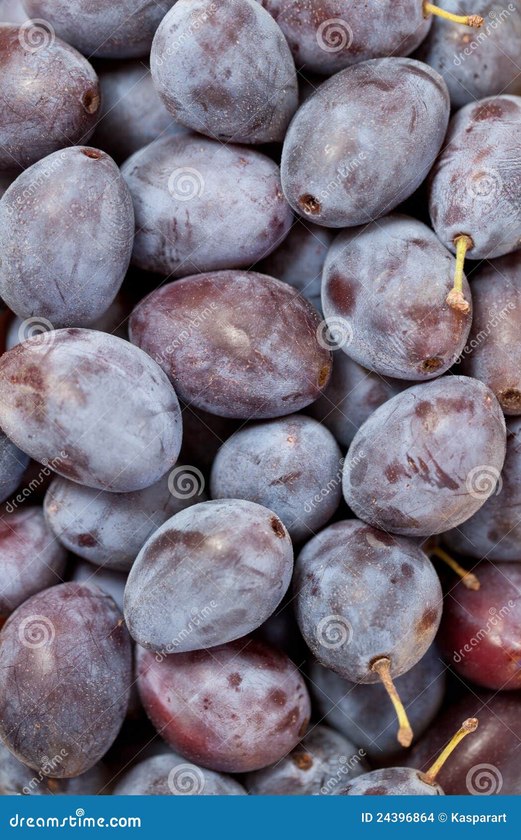 Damson Plums (Prunus Insititia) Stock Photo Image of plum, stem 24396864