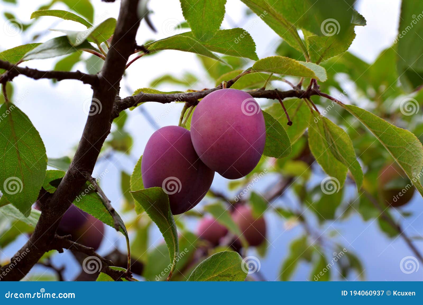 Damson Plums Ripening on the Tree Stock Image Image of care, ripe