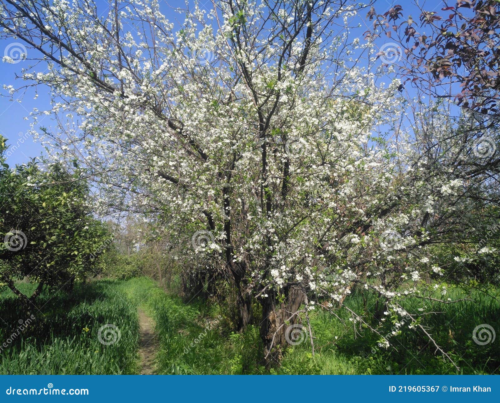 Damson Tree in the fields stock image. Image of garden 219605367