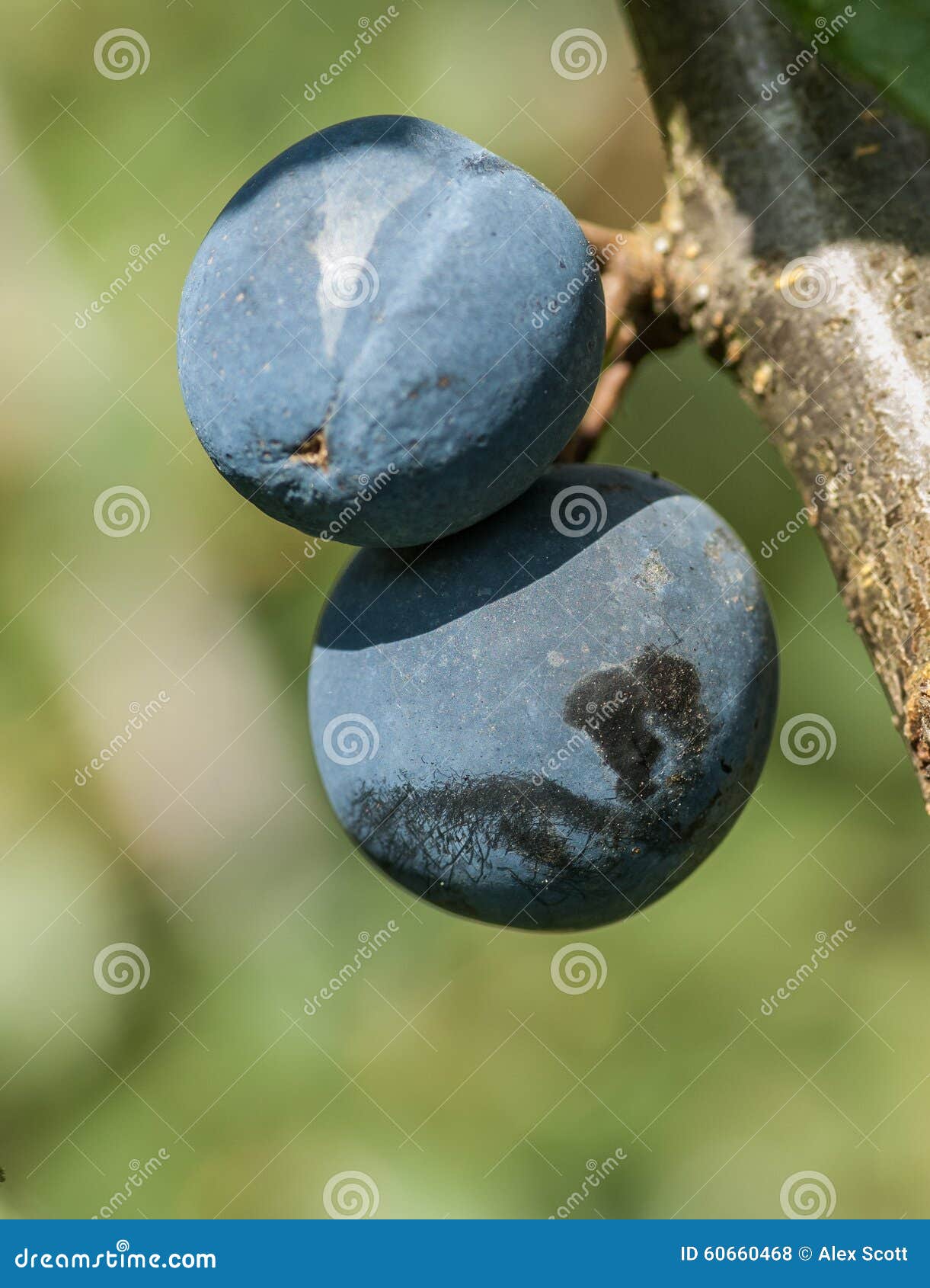 damsons on the tree