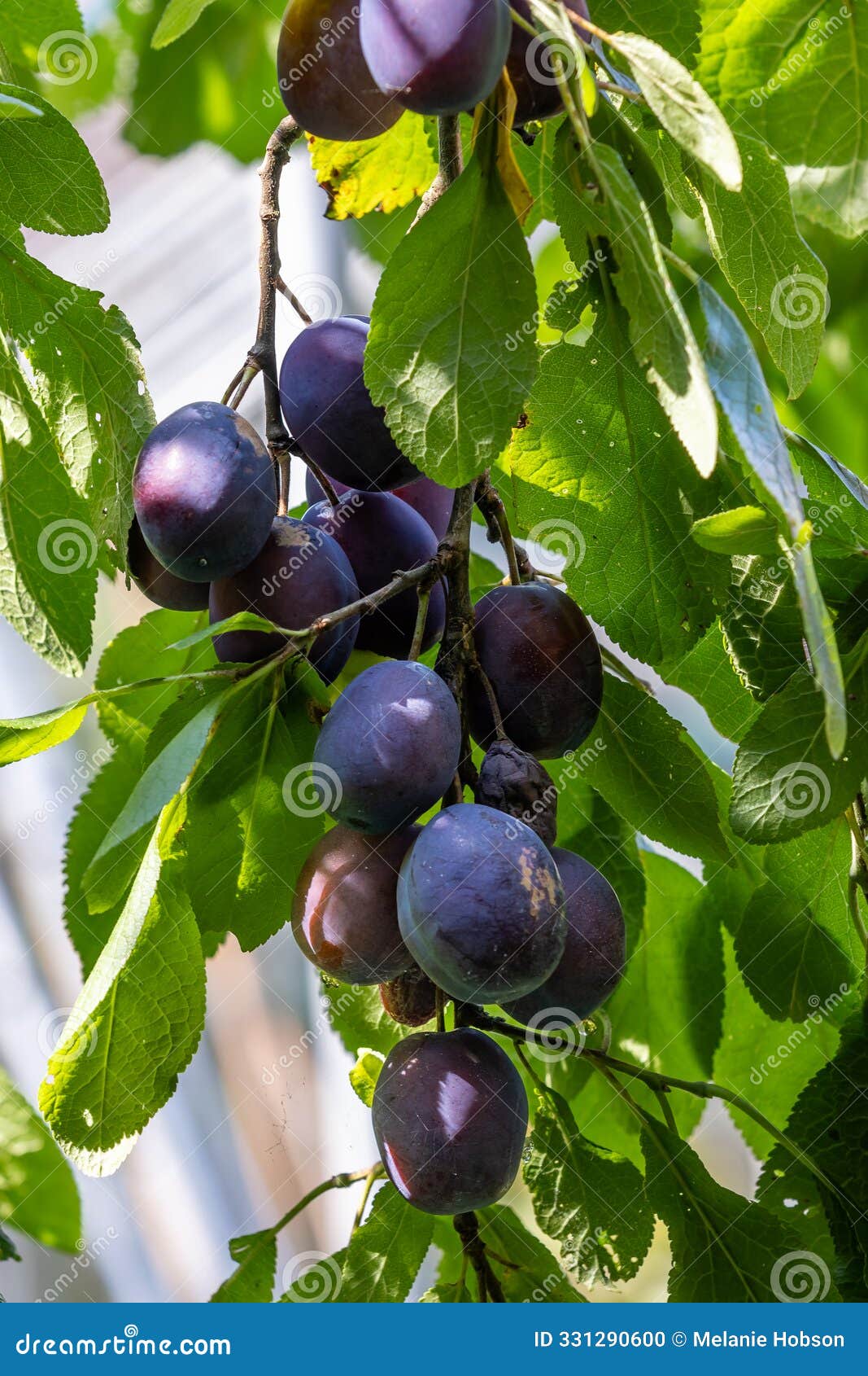 damsons on a tree ready to be picked, with a shallow depth of field