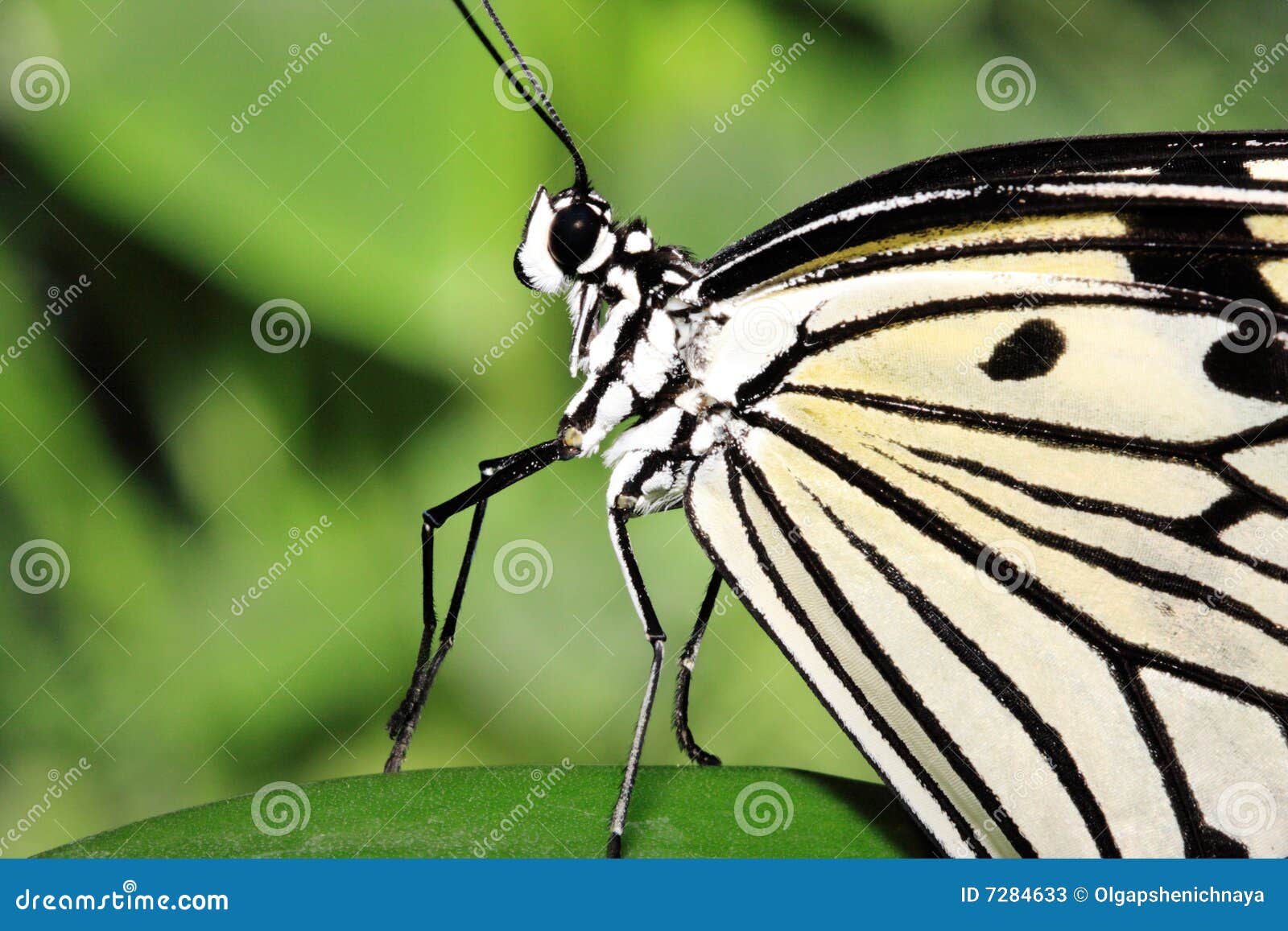 Dancing butterfly stock image. Image of garden, leaf, butterfly 7284633