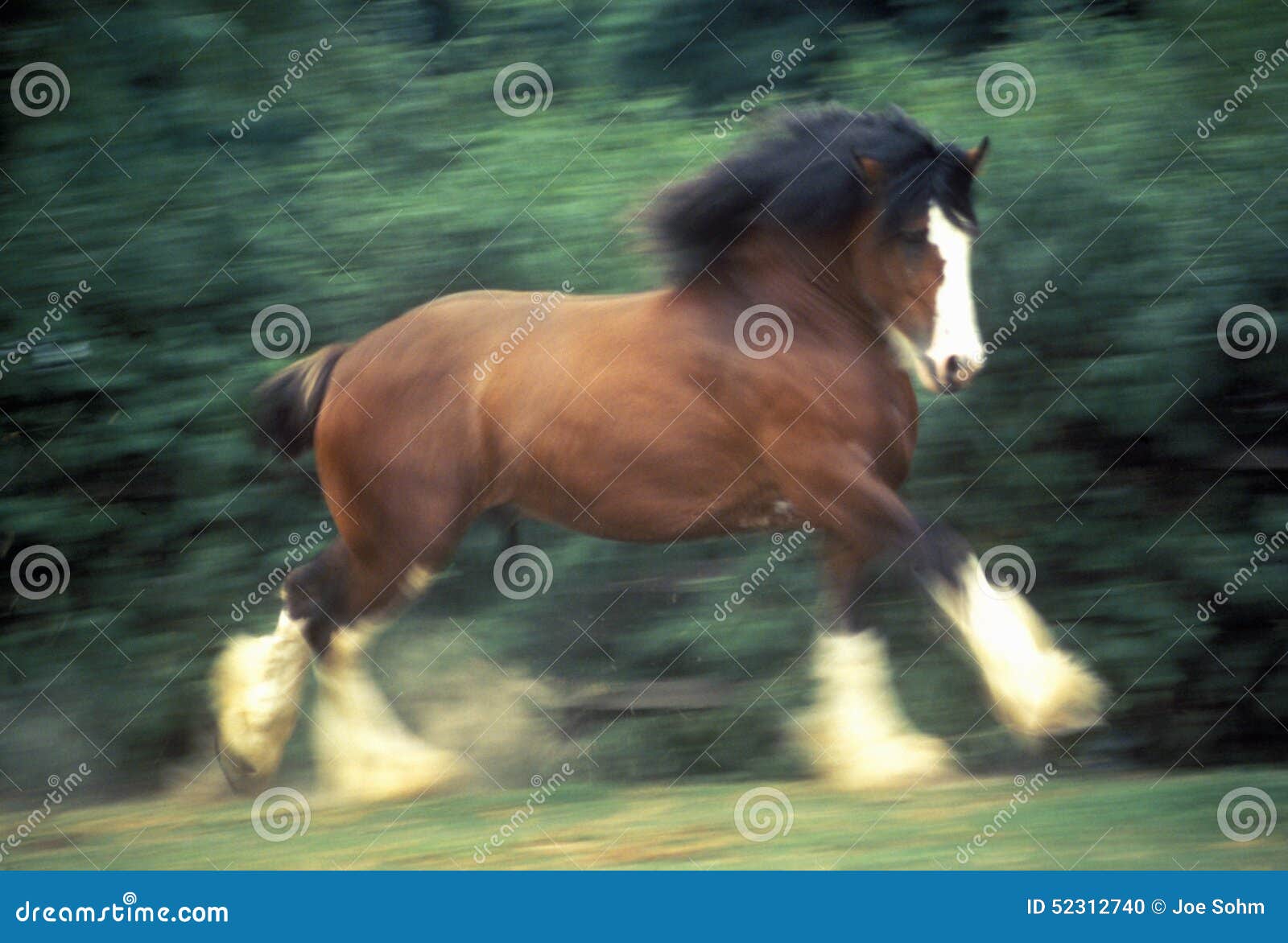 Dancing Clydesdale Horse, St. Louis, MO Stock Photo Image of blurred