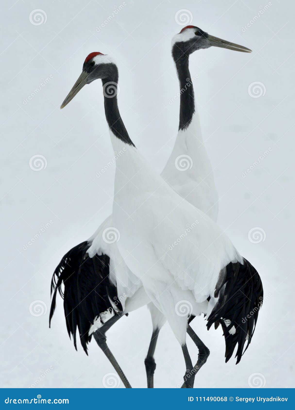 dancing cranes. the red-crowned crane sceincific name: grus japonensis, also called the japanese crane or manchurian crane, is a