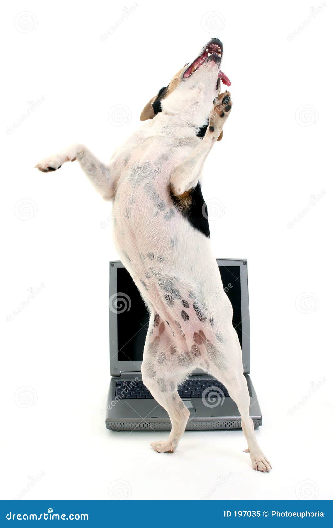 Dog dancing on best sale chair