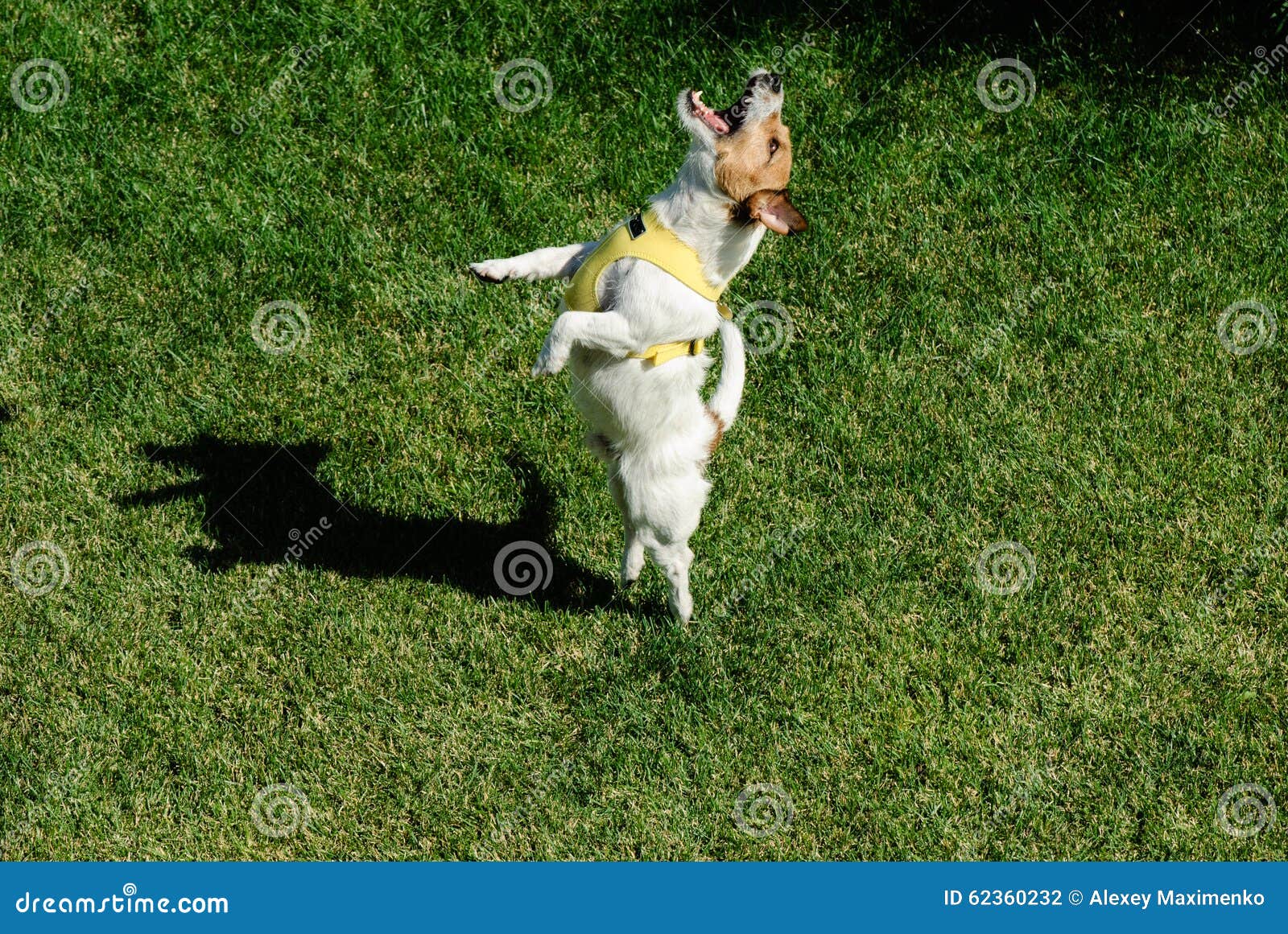 Dancing dog. stock photo. Image of vertical, summer, pleasure 62360232