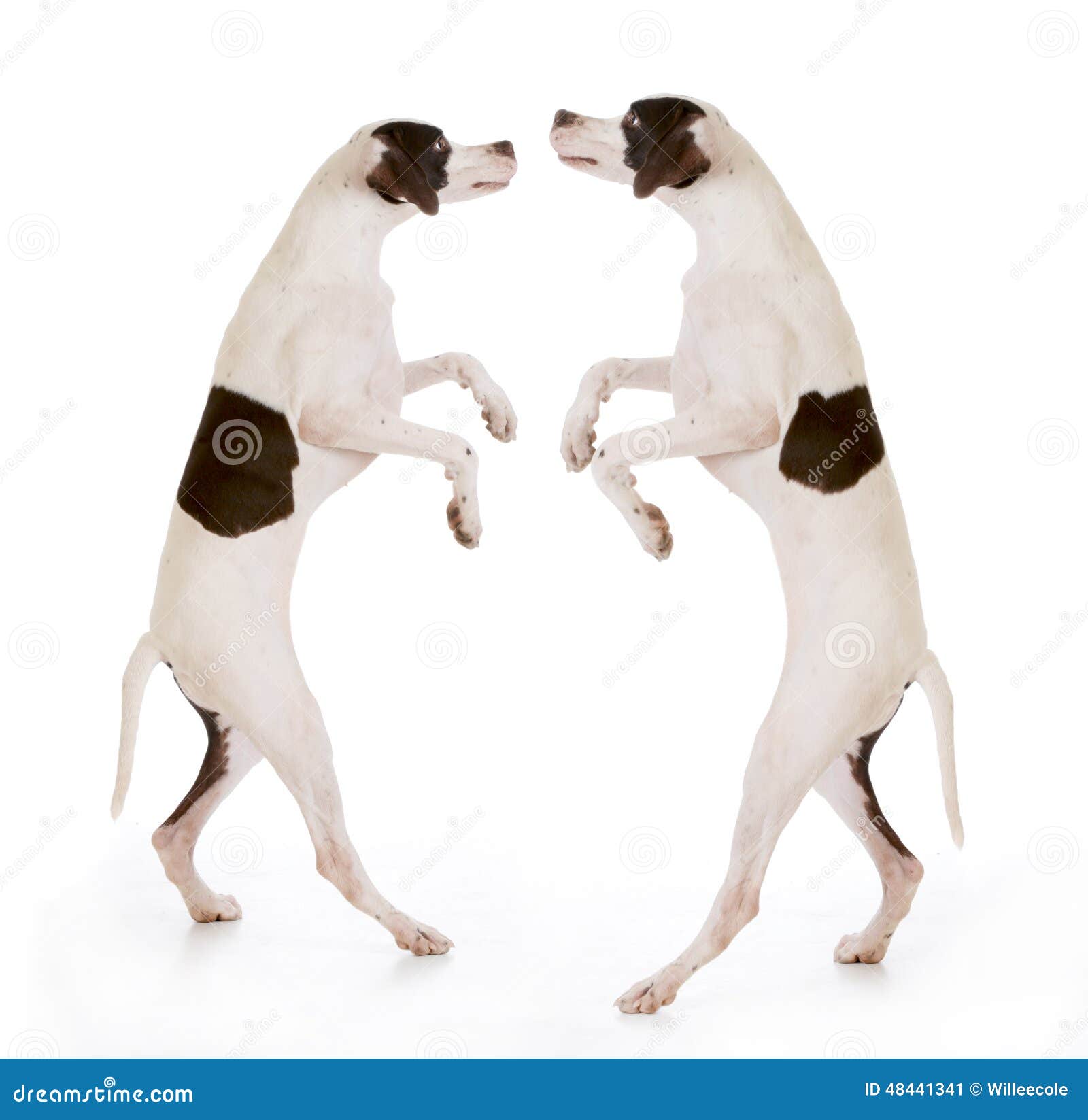 Dancing dogs stock image. Image of dancing, puppy, friendship 48441341