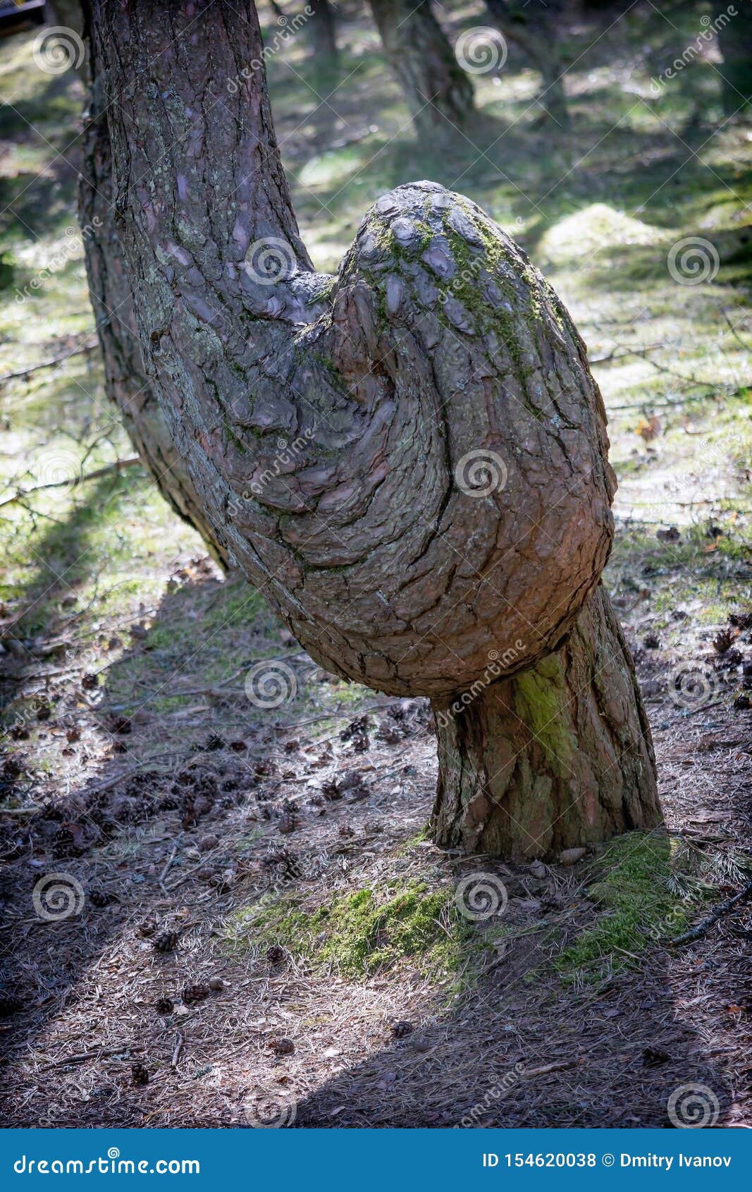 dancing tree in the dancing forest on the curonian spit. 4