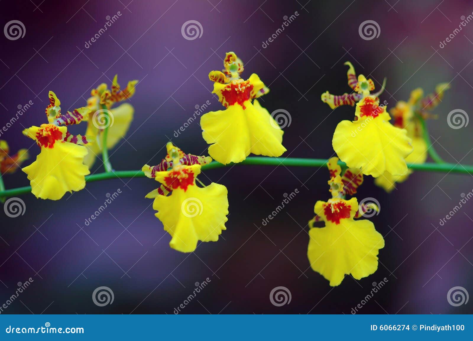 Dancing Orchids stock photo. Image of pair, backgrounds 6066274