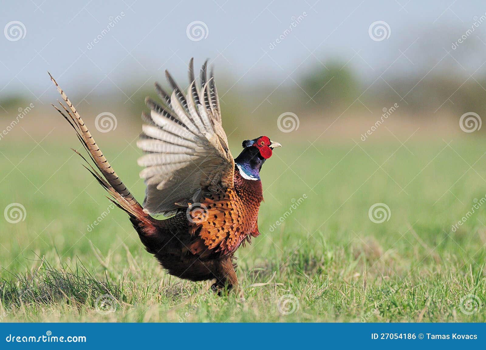 dancing pheasant