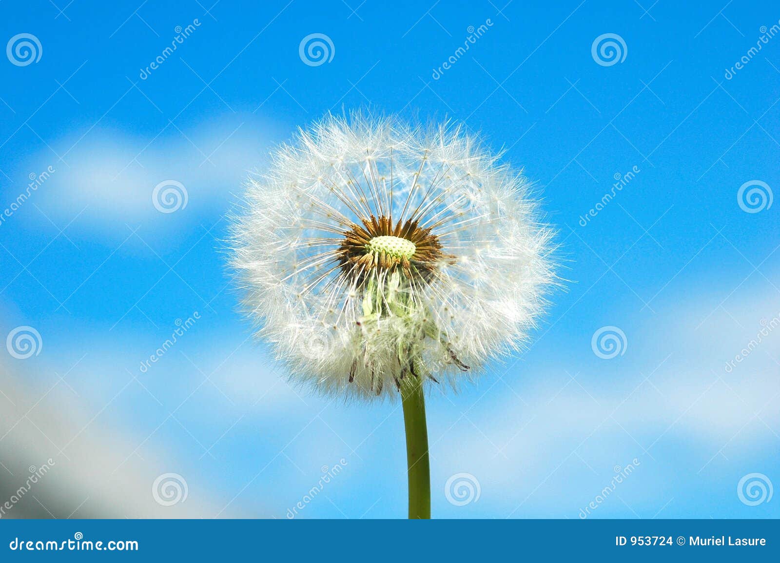 Dandelion stock photo. Image of outdoor, reproduce, fertile 953724