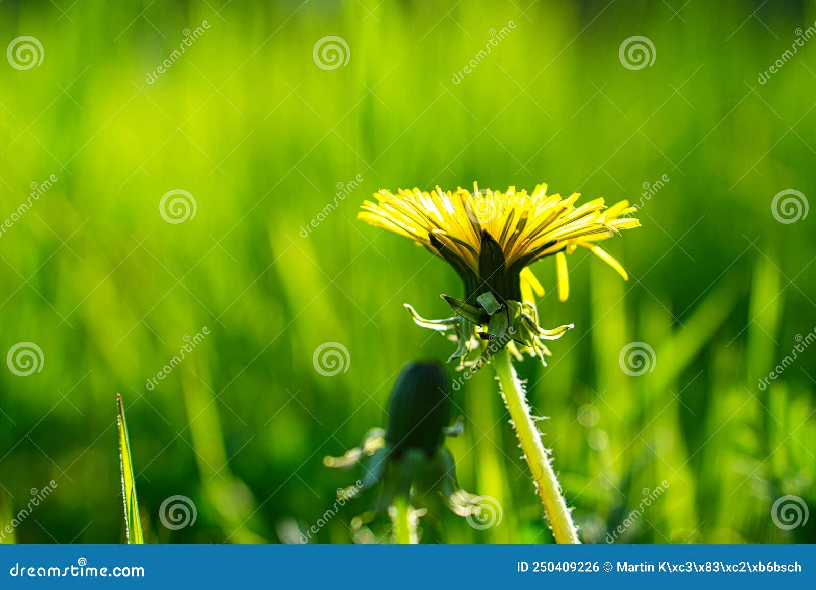 dandelion or also called dandelion, in yellow colors. they are everywhere