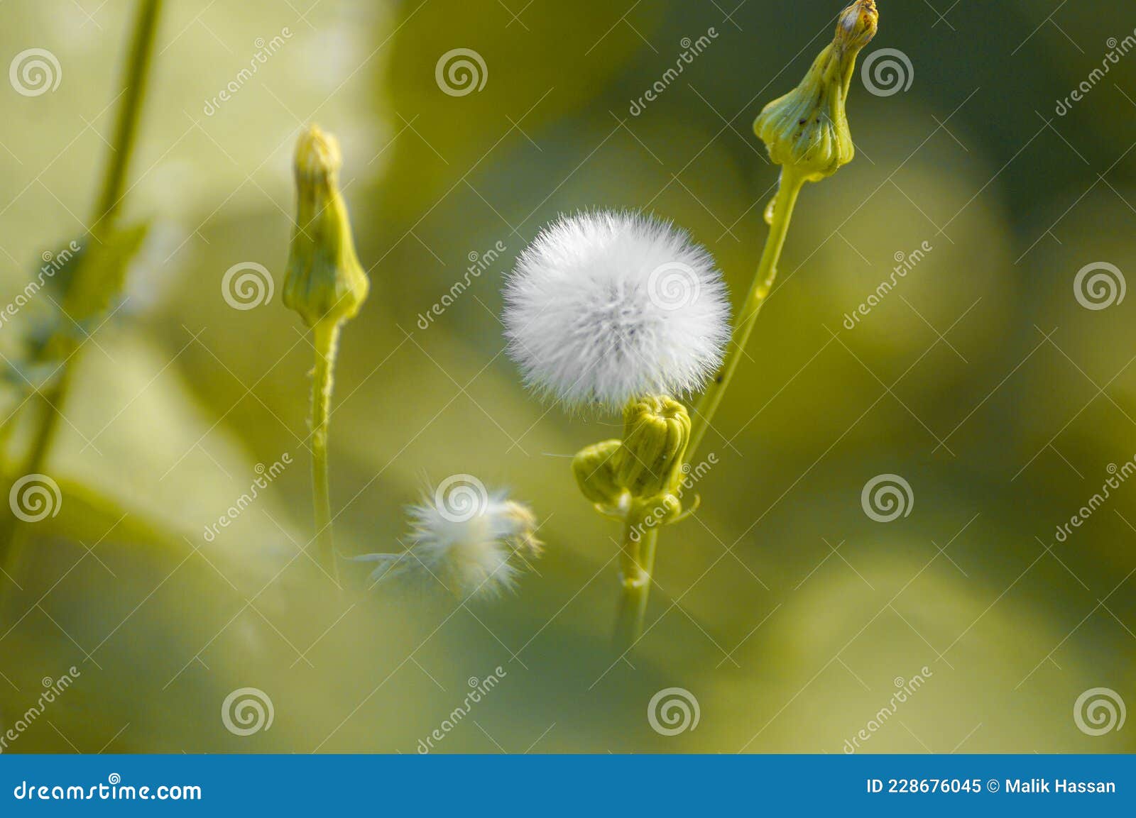 dandelion blowball - taraxacum officinale