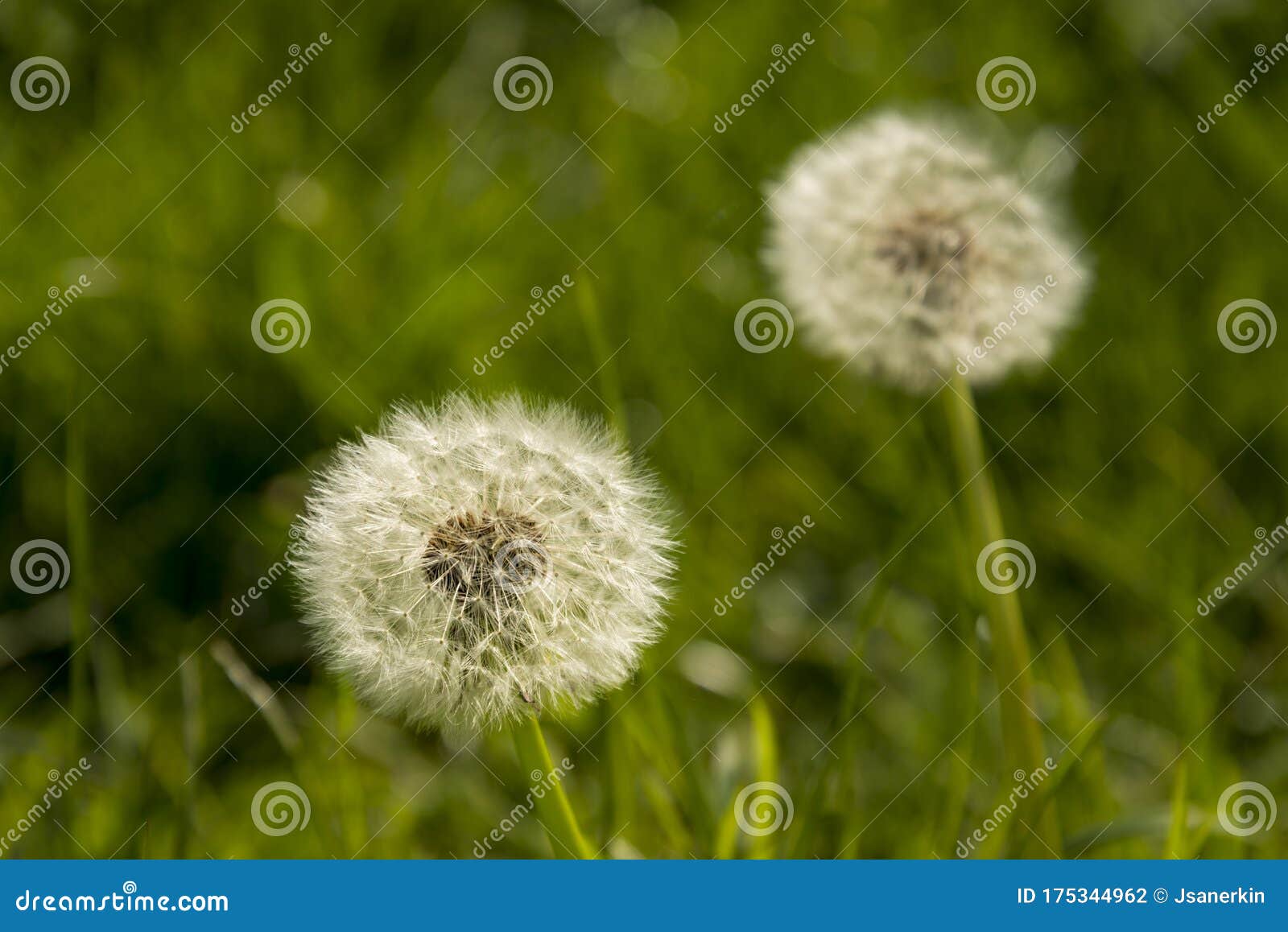 dandelion clock at the knapp and paper mill nature reservere