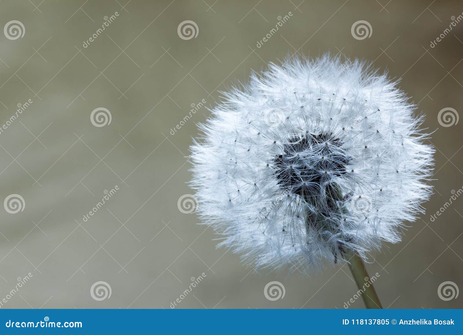 Dandelion Closeup on the Gray Background Stock Image Image of beauty, macro 118137805
