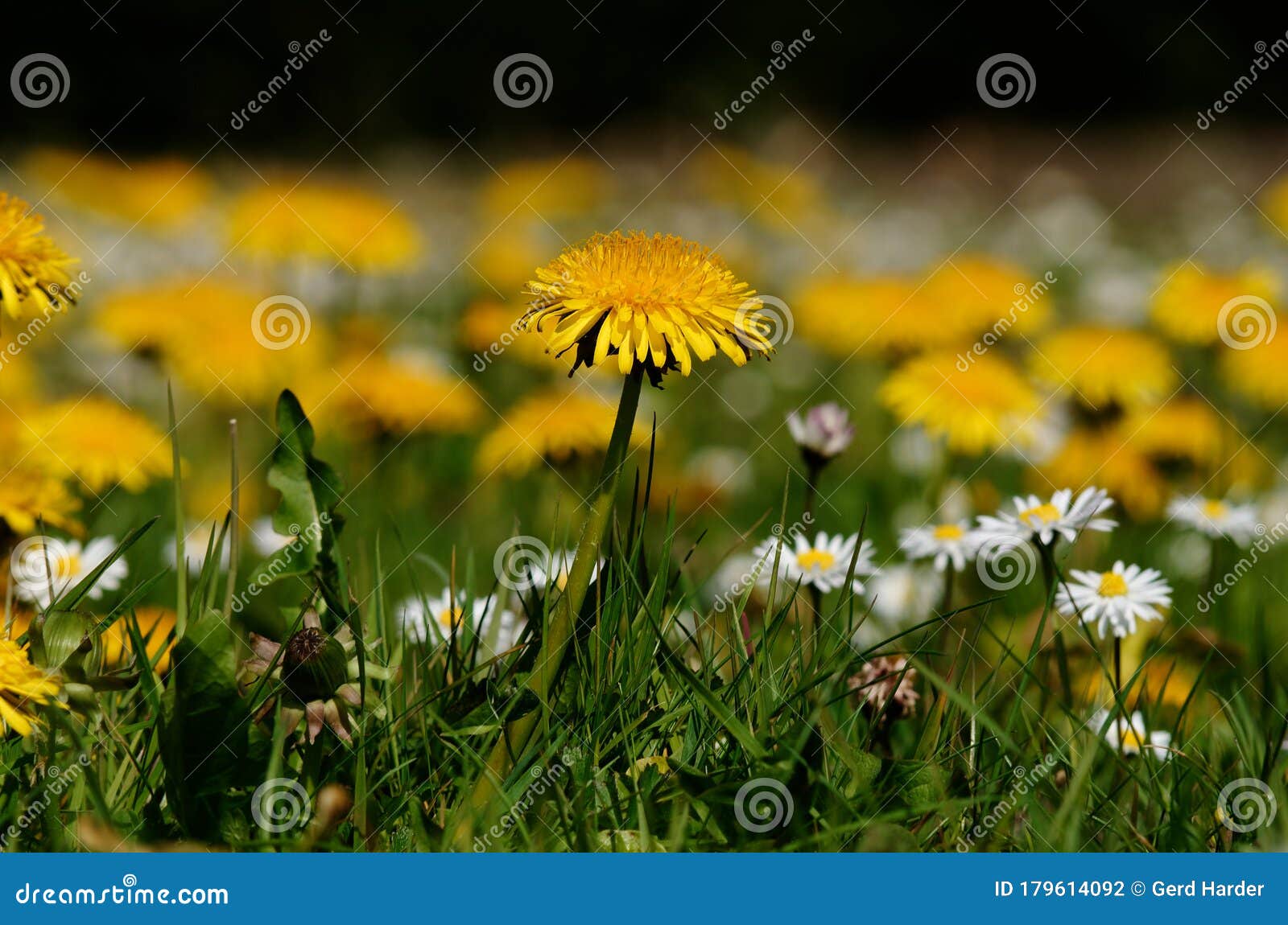 Dandelion and Daisies on a Spring Meadow Stock Photo Image of