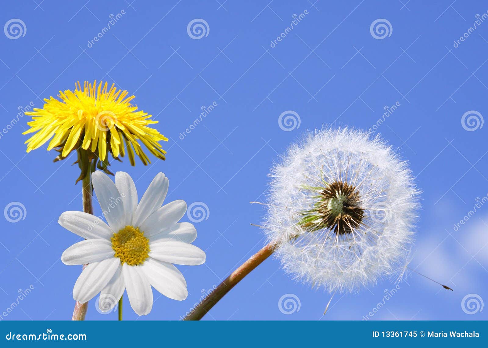 Dandelion and daisy flower stock image. Image of field 13361745