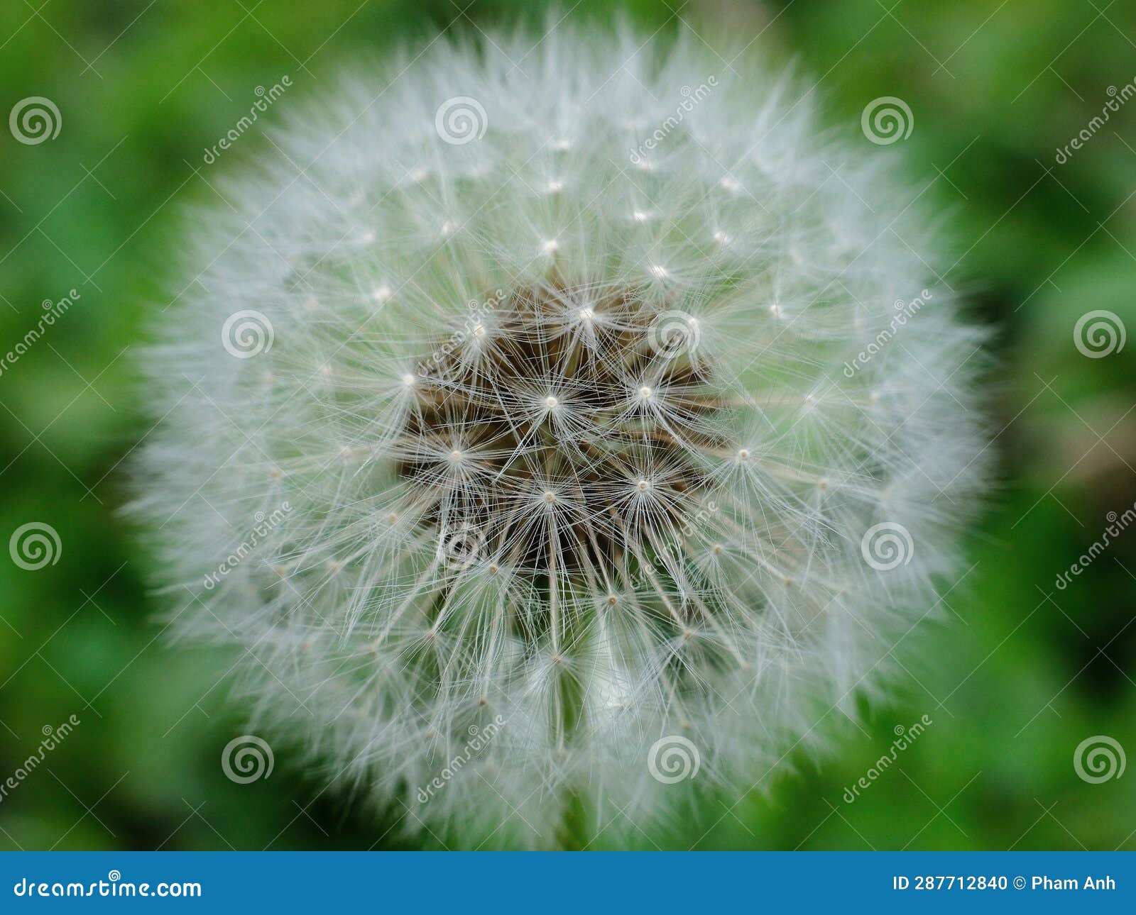 dandelion-dandelion-is-also-known-as-wild-lettuce-spearhead-or-plowshare-stock-photo-image