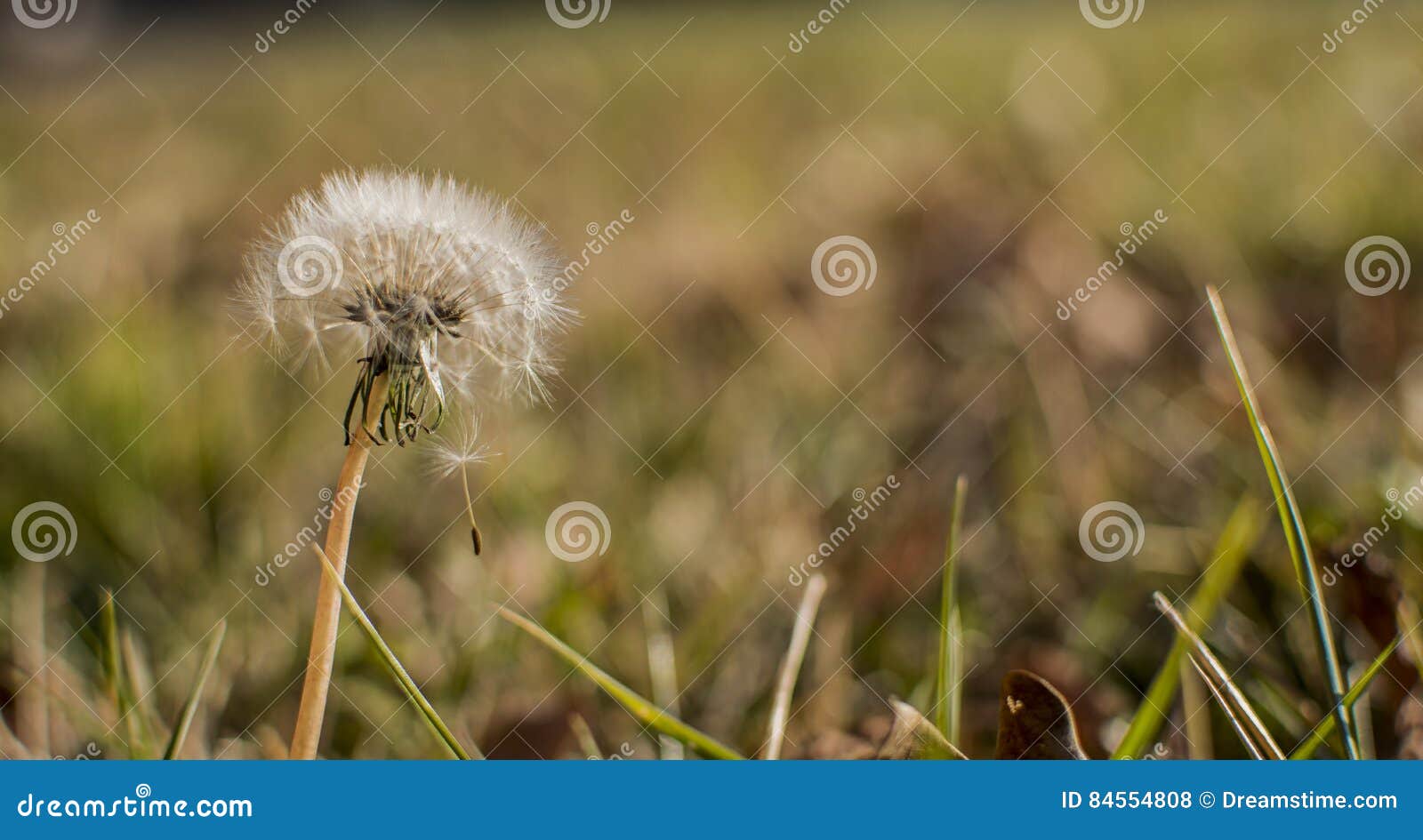 dandelion