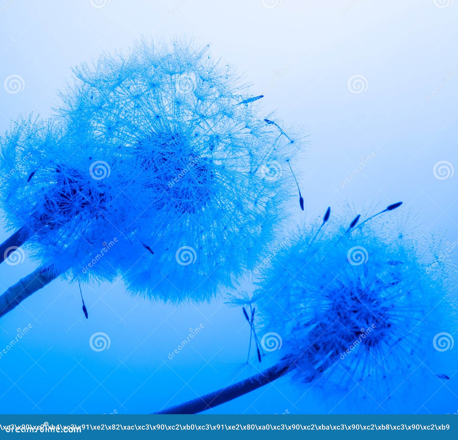 dandelion with drops of water on a blue feulette background