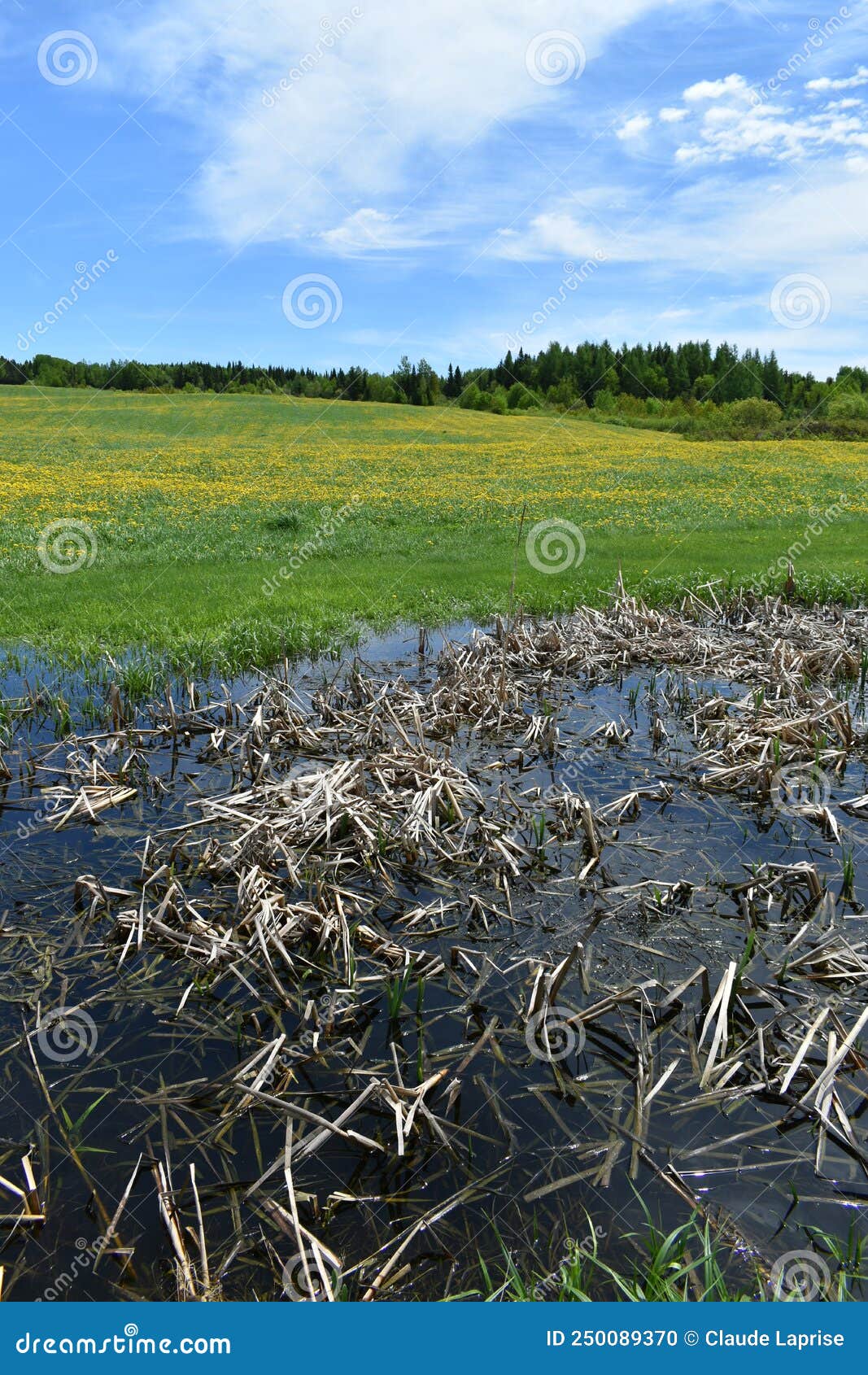 A Dandelion Field in Spring Stock Photo Image of spring, blossom