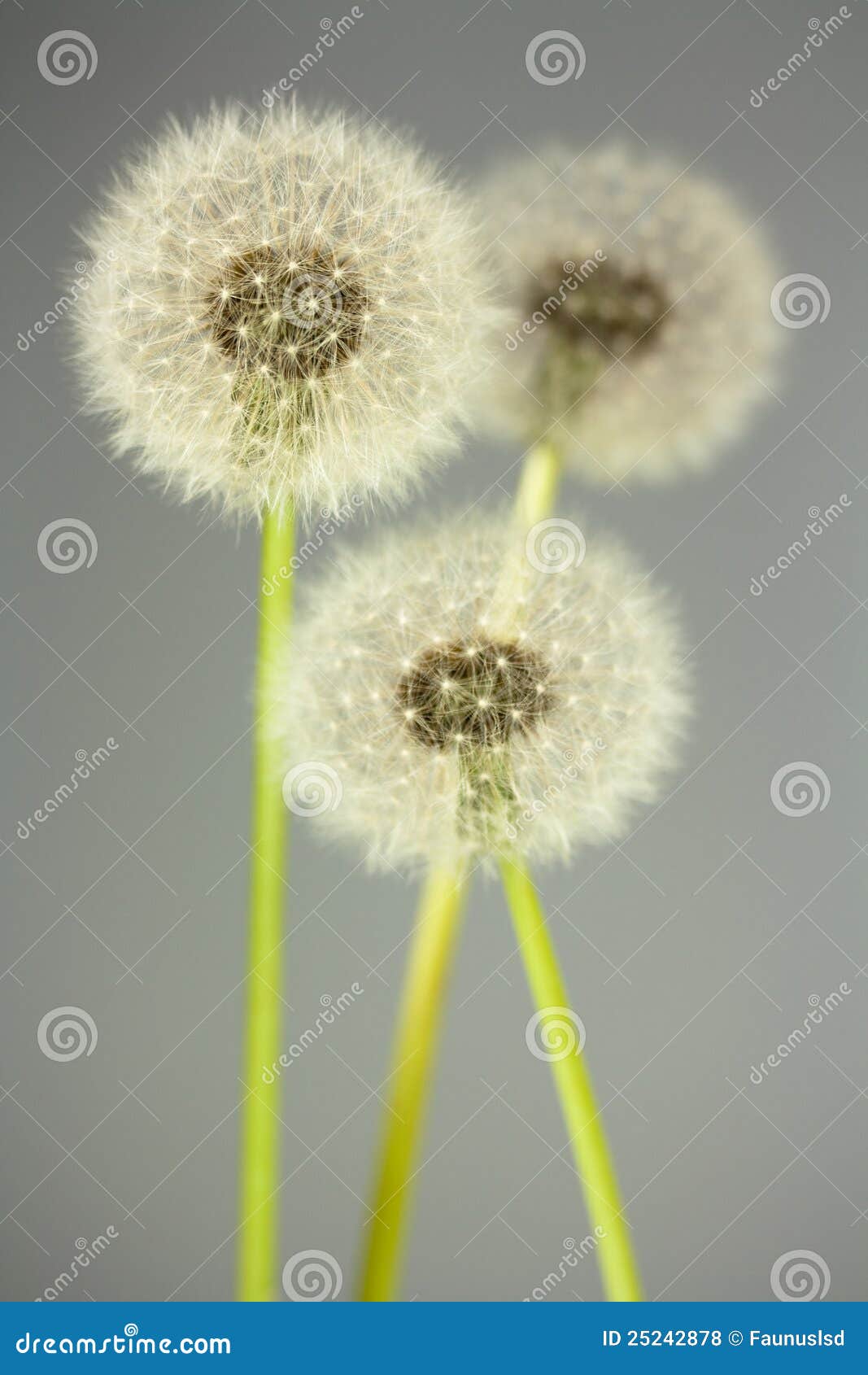 dandelion florescence