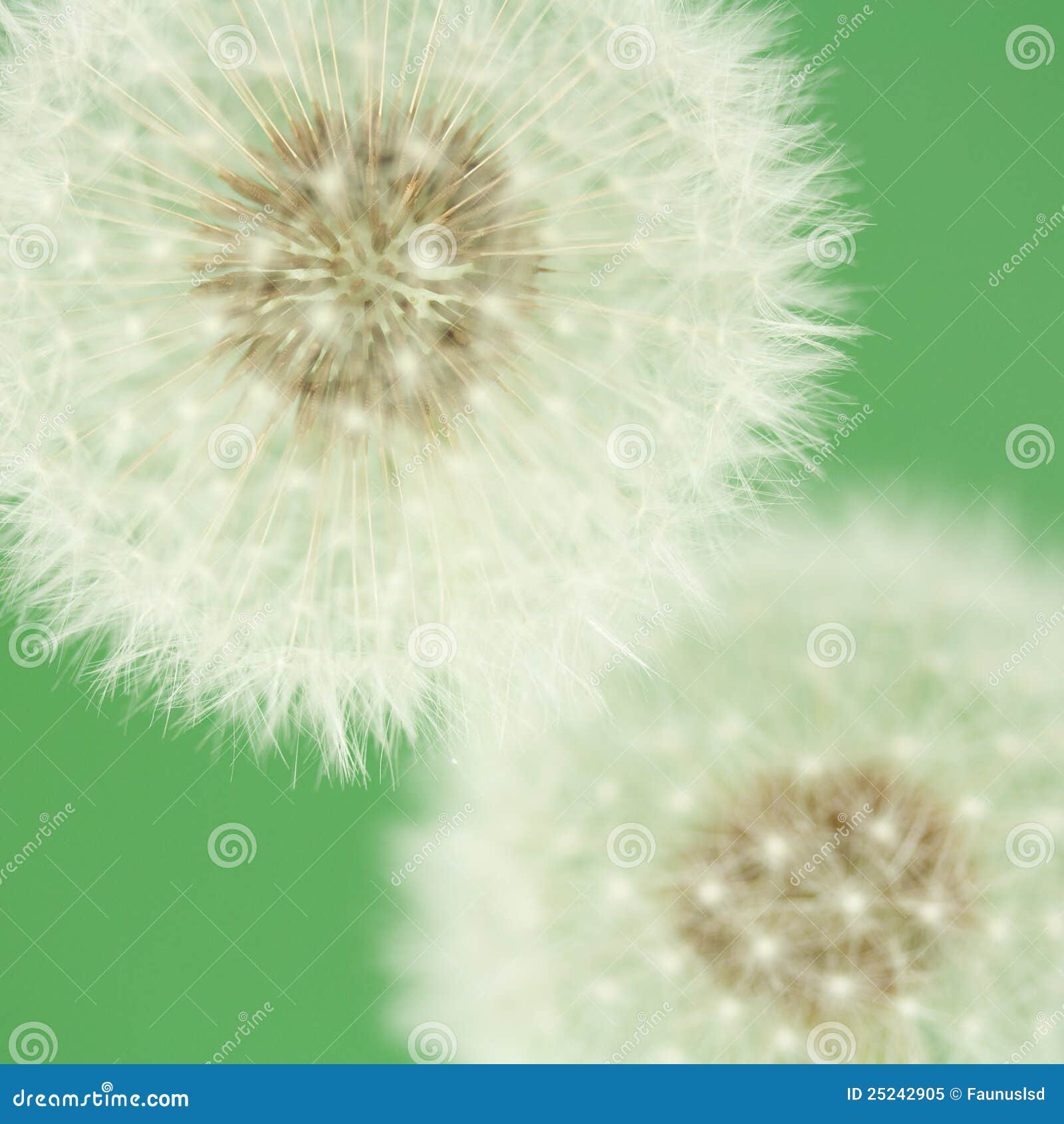 dandelion florescence (macro)