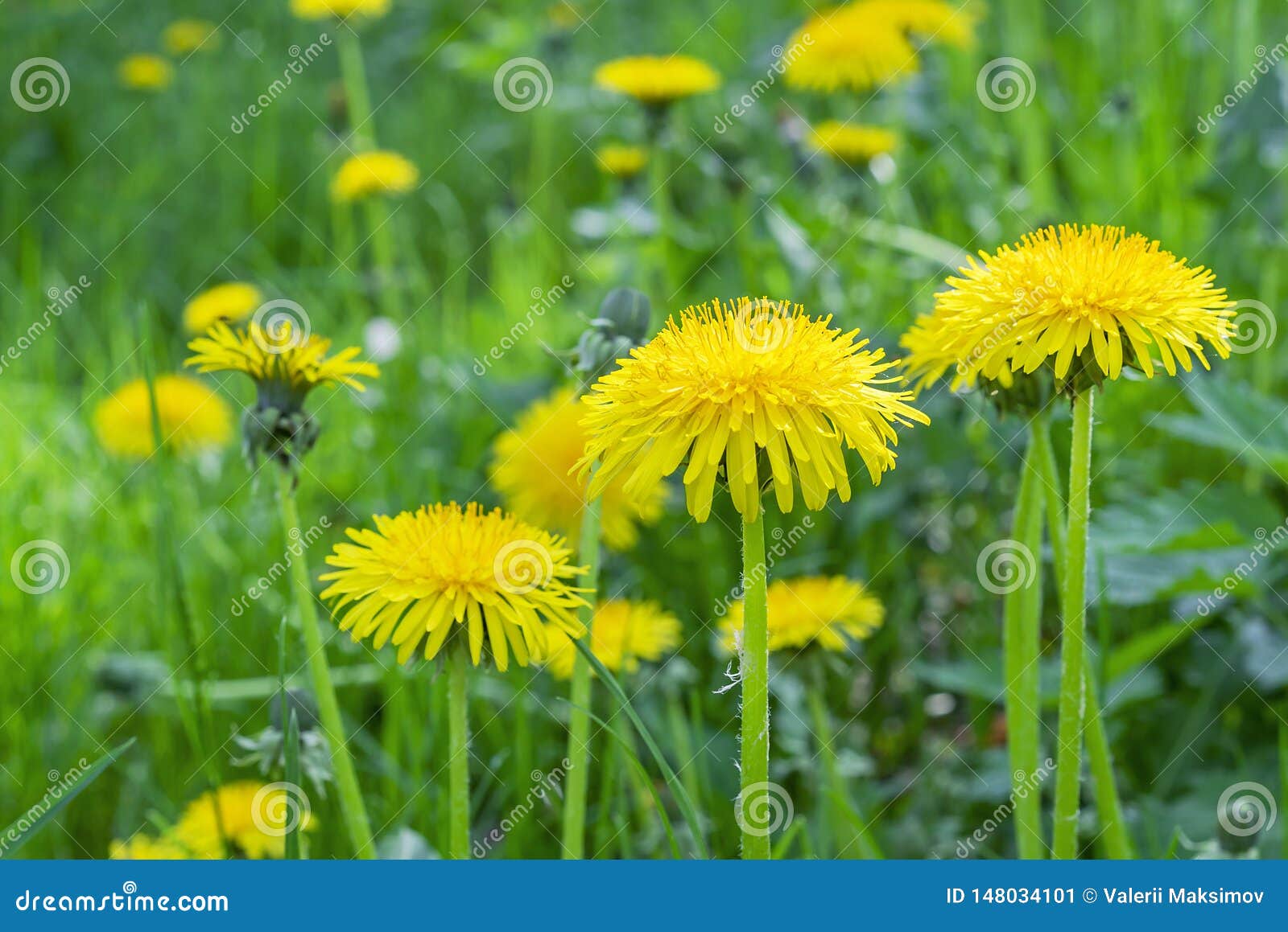 Dandelion Flower on the Background of Green Grass Stock Image Image