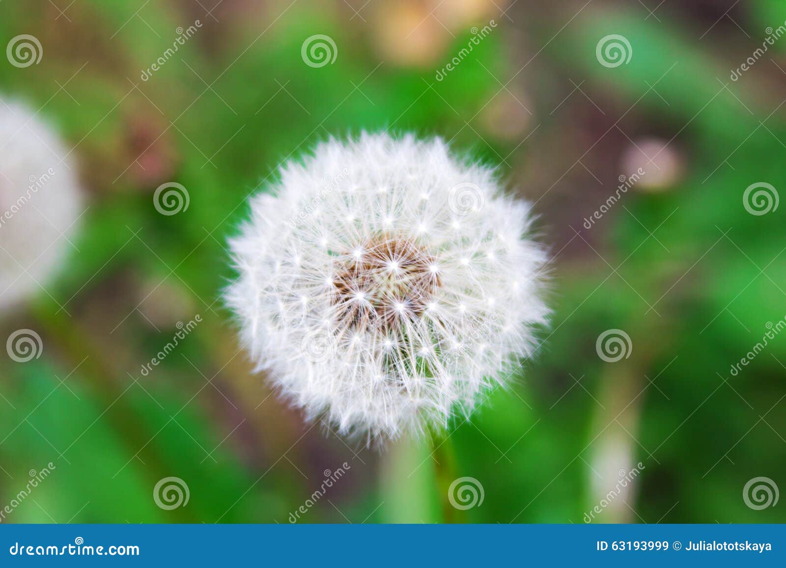 Dandelion Flower on a Background of Green Grass Stock Image Image of