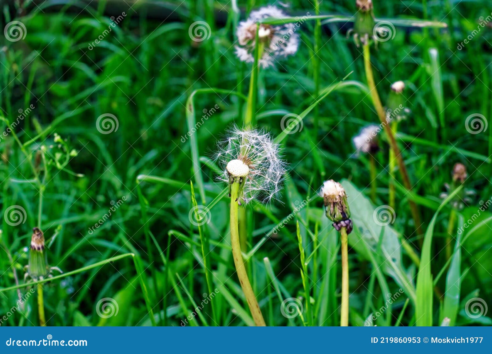 Dandelion Flower on the Background of Green Grass Stock Image Image