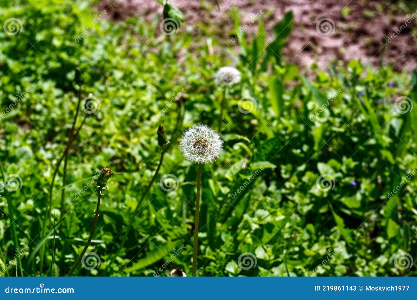 Dandelion Flower on the Background of Green Grass Stock Image Image