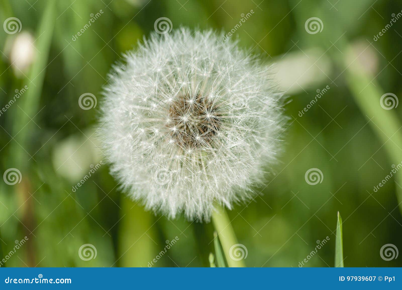 Dandelion Flower Head Floret Seed Feathers Meadow Stock Image Image