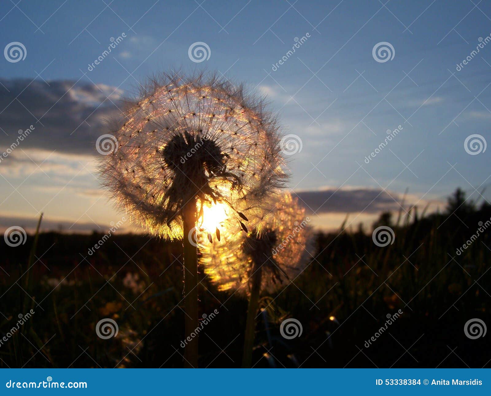 Dandelion stock photo. Image of field, seeds, ready, blow 53338384