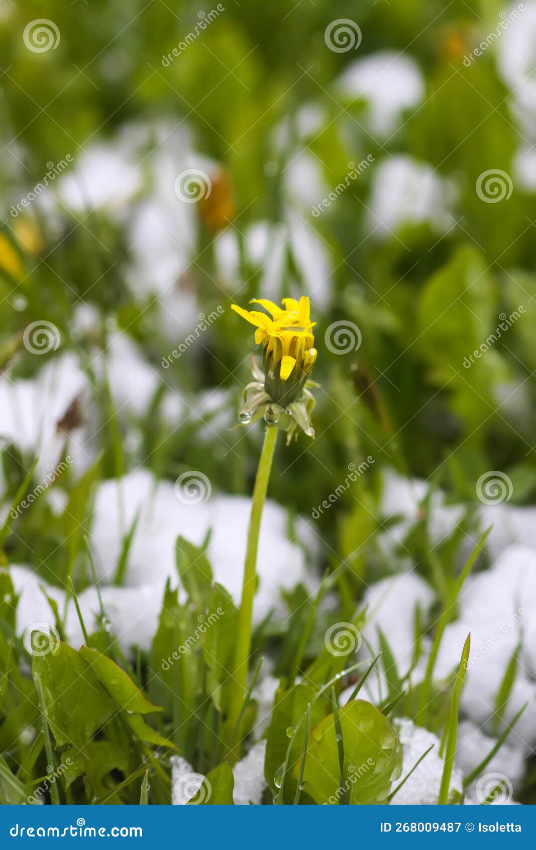 Dandelion Flower in Snow. Nature Details after the Unexpected Snowfall