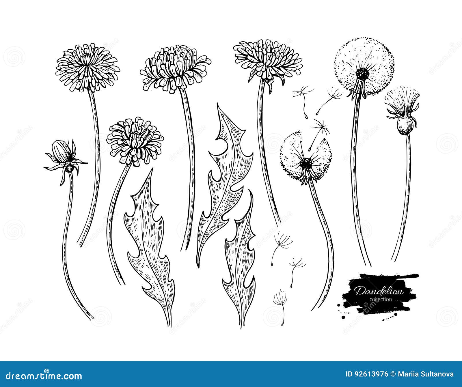 dandelion flower  drawing set.  wild plant and flying seeds. herbal