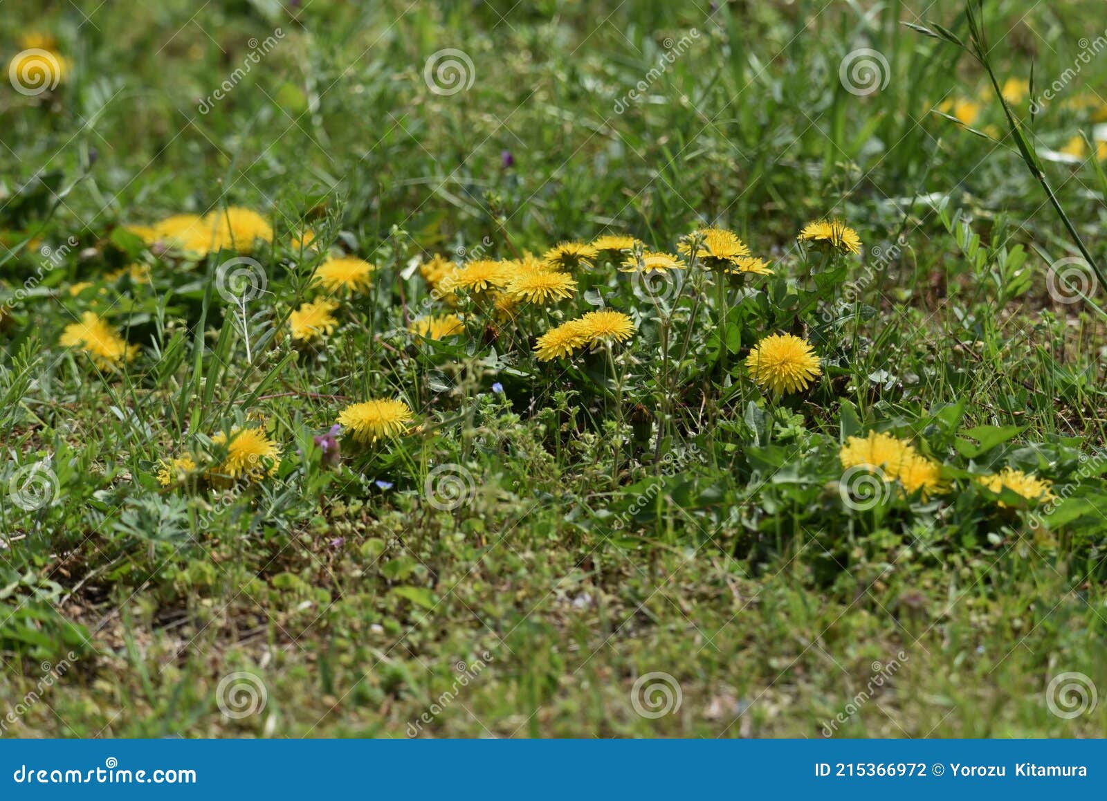 毛筆photos Free Royalty Free Stock Photos From Dreamstime 毛筆photos Free Royalty Free Stock Photos From Dreamstime
