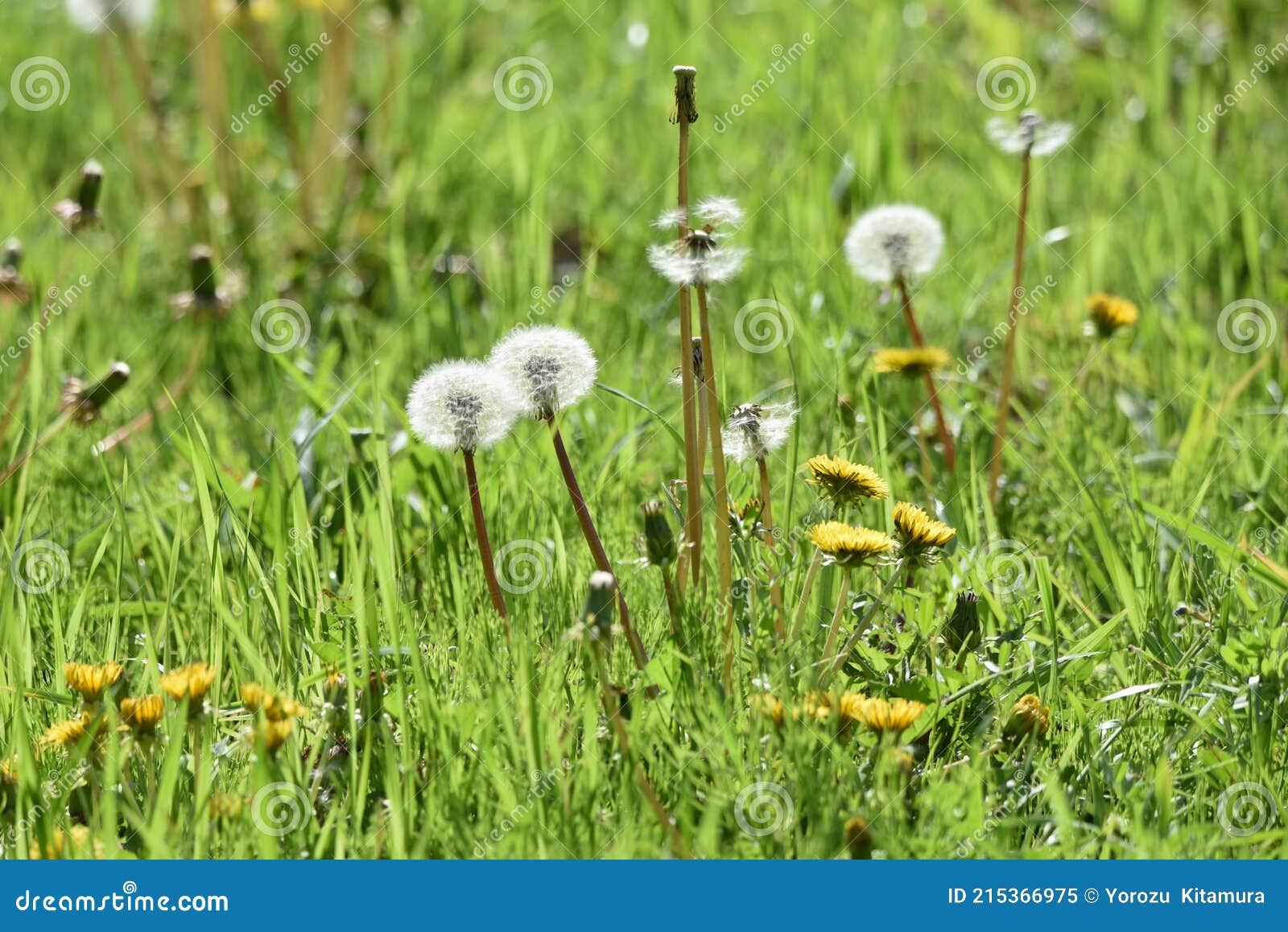 毛筆photos Free Royalty Free Stock Photos From Dreamstime