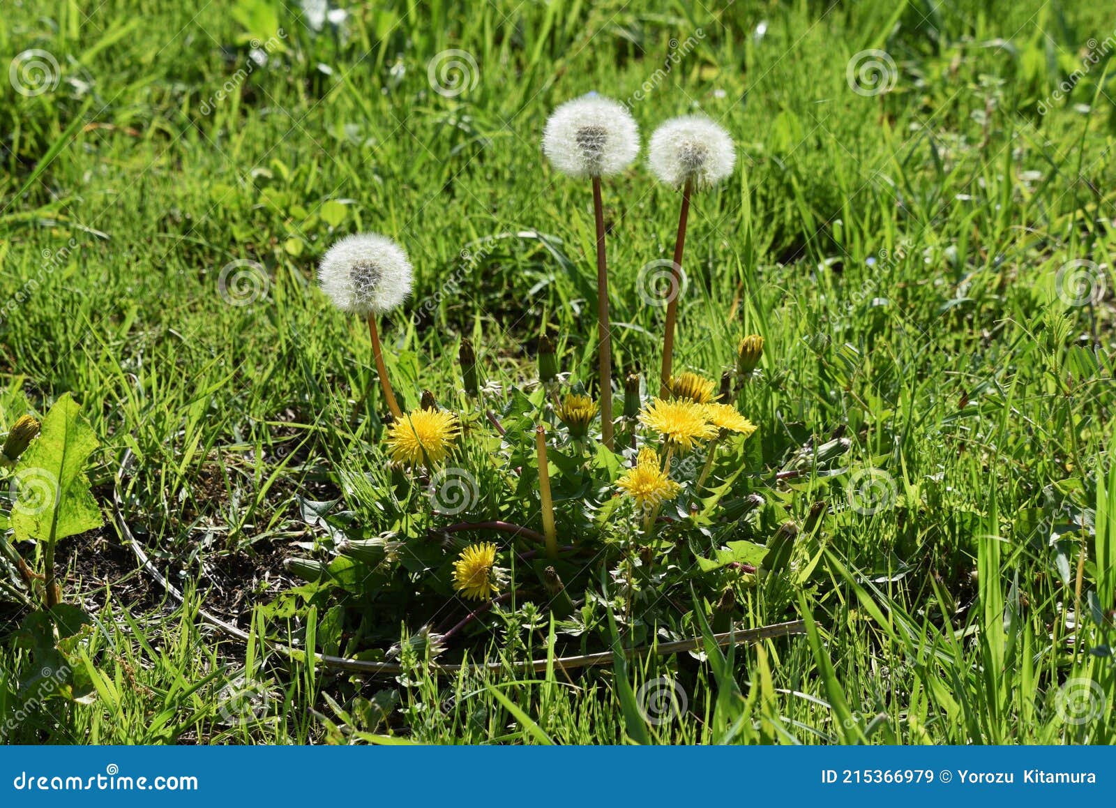 タンポポの花と綿毛 Stock Image Image Of Dandelion Ground Growth タンポポの花と綿毛 Stock Image Image Of Dandelion Ground Growth
