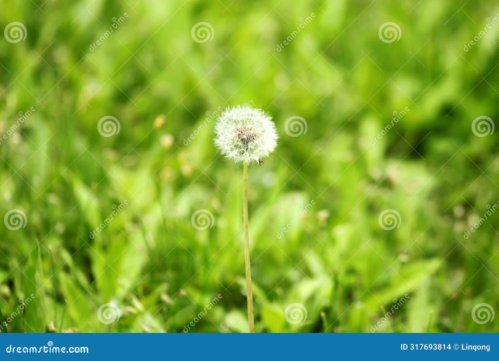 a dandelion fruit on the grassland