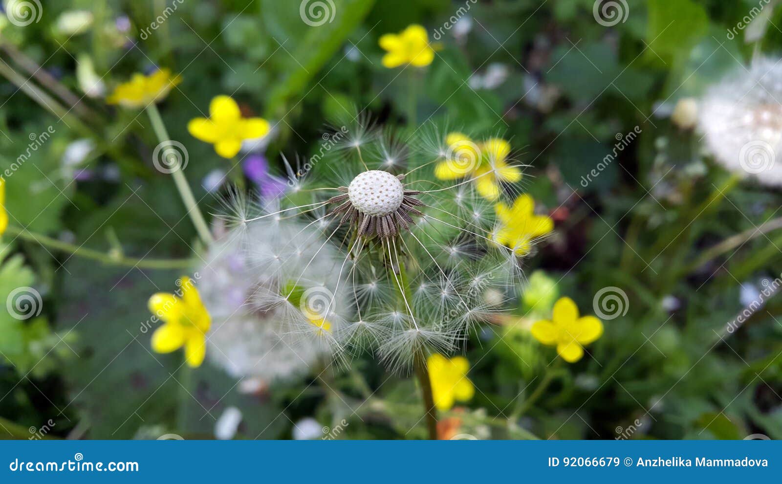 dandelion on green grass background